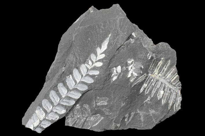 Fossil Seed Fern (Alethopteris & Neuropteris) Plate -Pennsylvania #168374